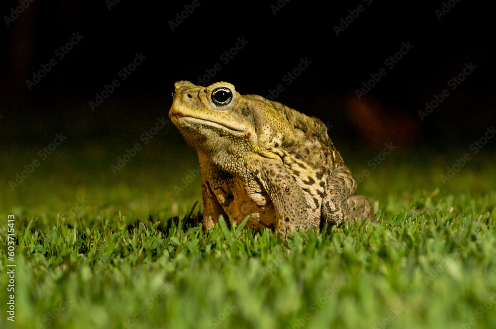 Obraz premium Cane toad sitting on the grass at night