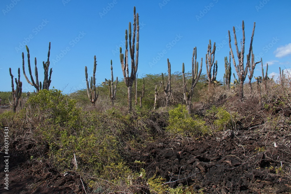 Cactus plants at Puerto Villamil on Isabela island of Galapagos islands, Ecuador, South America
