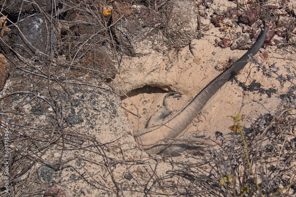 Marine Iguana in the den at Puerto Villamil on Isabela island of Galapagos islands, Ecuador, South America
Marine Iguana in the den at Puerto Villamil on Isabela island of Galapagos islands, Ecuador, South America