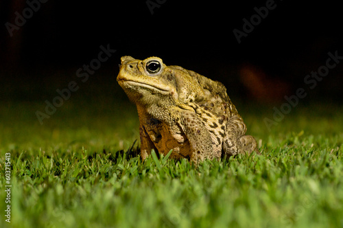Cane toad sitting on the grass at night