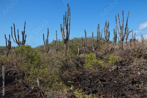 Cactus plants at Puerto Villamil on Isabela island of Galapagos islands, Ecuador, South America 