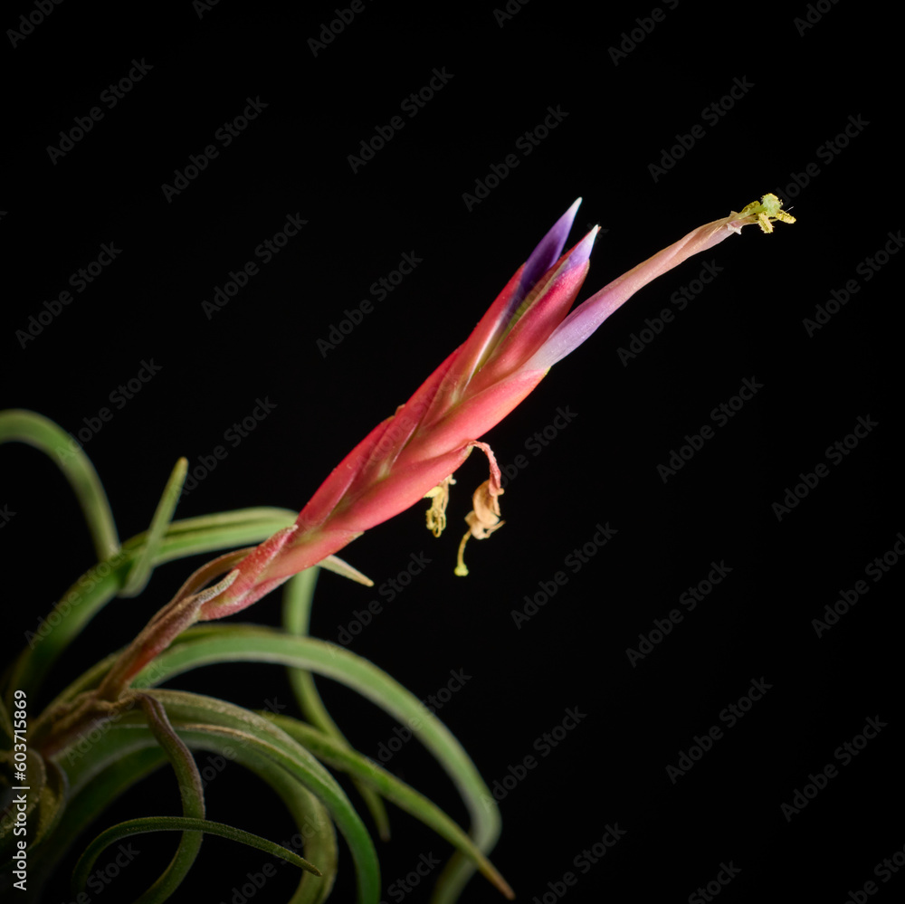 黒バックに映える紫の花のエアプランツ・カプトメデューサエ