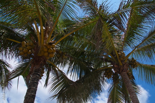 Coconut palm trees at Puerto Villamil on Isabela island of Galapagos islands  Ecuador  South America 