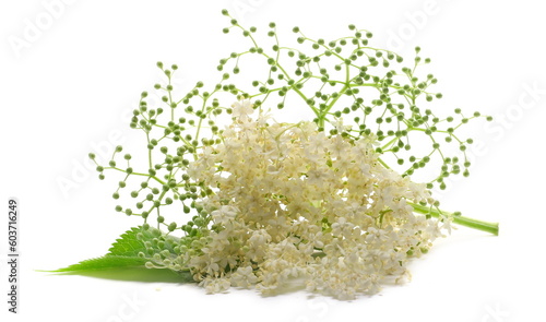  Elder, elderberry plant with young flowers and leaves isolated on white 