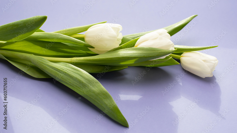 Gently pink tulips on the violet background. Spring background with a bouquet of flowers with copy space. Flat lay, web banner Gently pink tulips on the violet background. Spring background with a bouquet of flowers with copy space. Flat lay, web banner