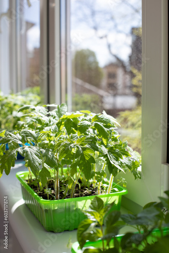Gardening concept. Green sprouts of seedlings grown from seeds. Seedlings of tomatoes in a pot with soil on windowsill. Front view © Olha