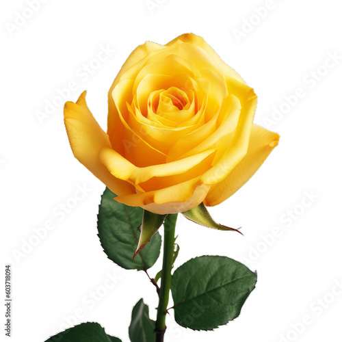 single yellow rose isolated on transparent background cutout