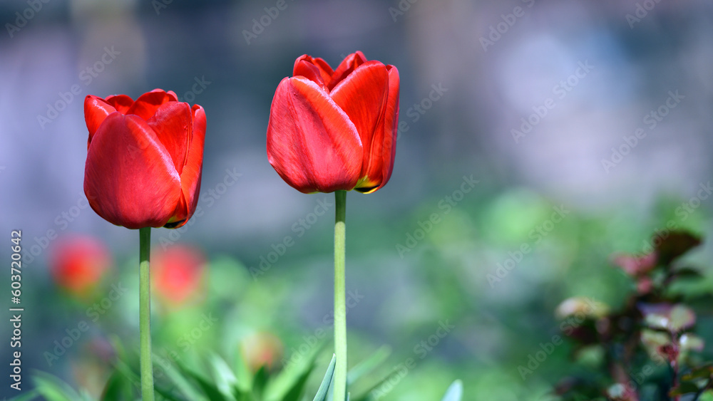 Naklejka premium Tulipa. Two red tulips. beautiful flowers blooming in spring on a flower bed in the garden. delicate red tulips. floral holiday background, close-up, bokeh