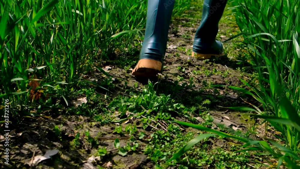 The male farmer checks green wheat sprouts on the field. Selective focus. The male farmer checks green wheat sprouts on the field. Selective focus.