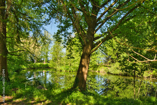 Frühling im Grand Ried bei Erstein im Elsass