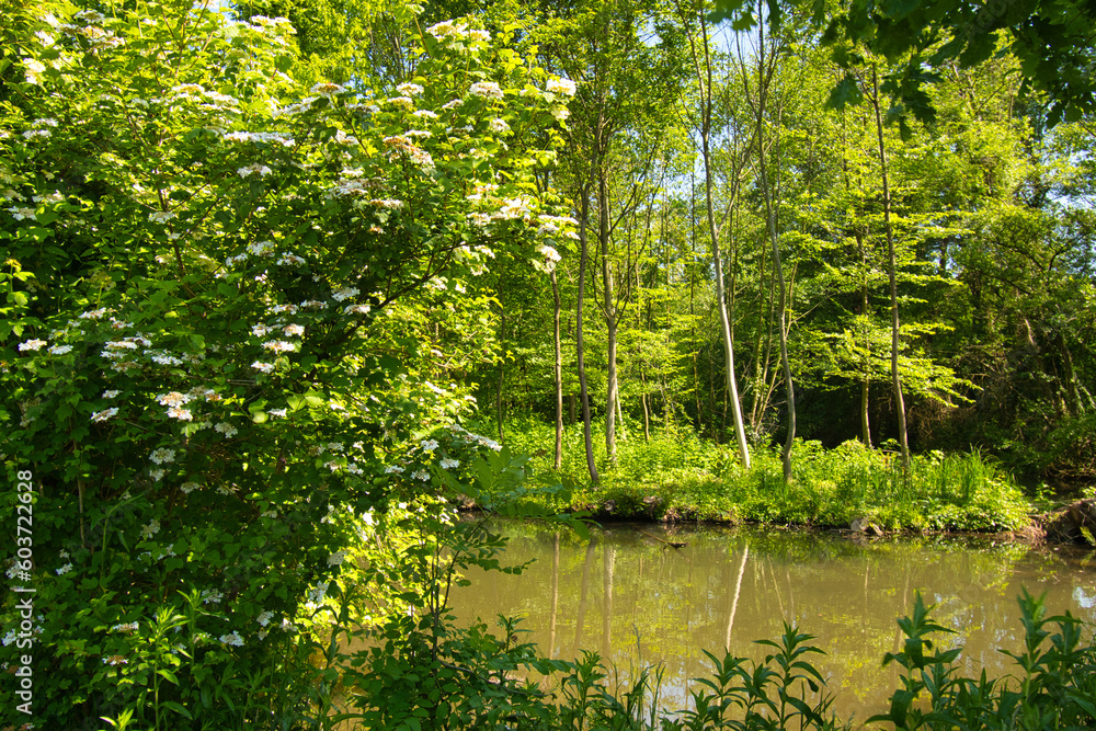 Fototapeta premium Frühling im Grand Ried bei Erstein im Elsass