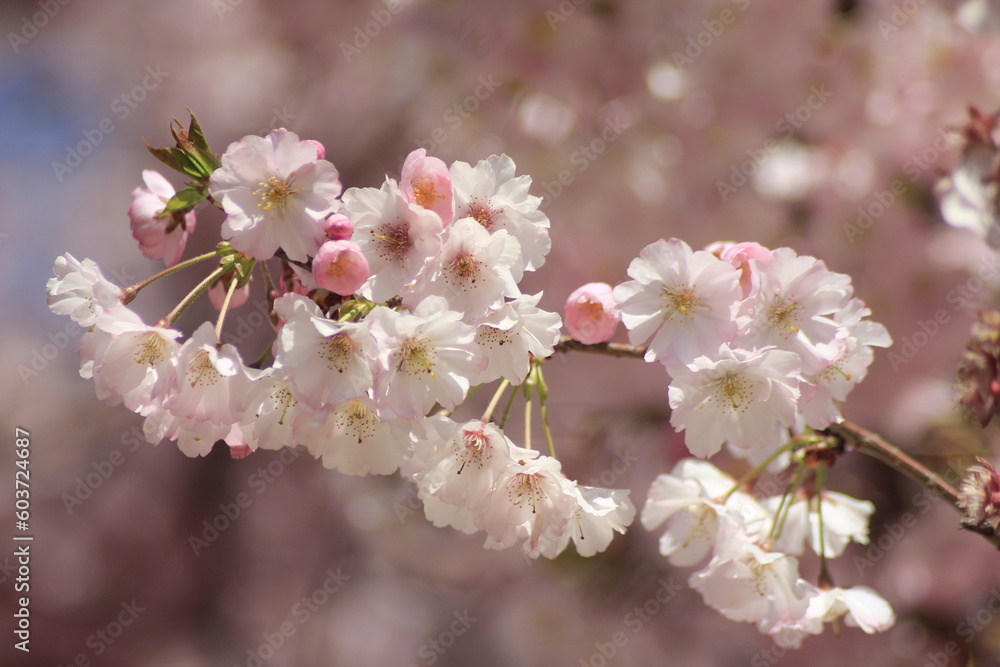 tree blossom