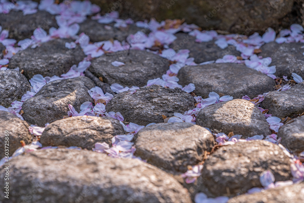 Obraz premium 風情のある桜の花びら 石畳