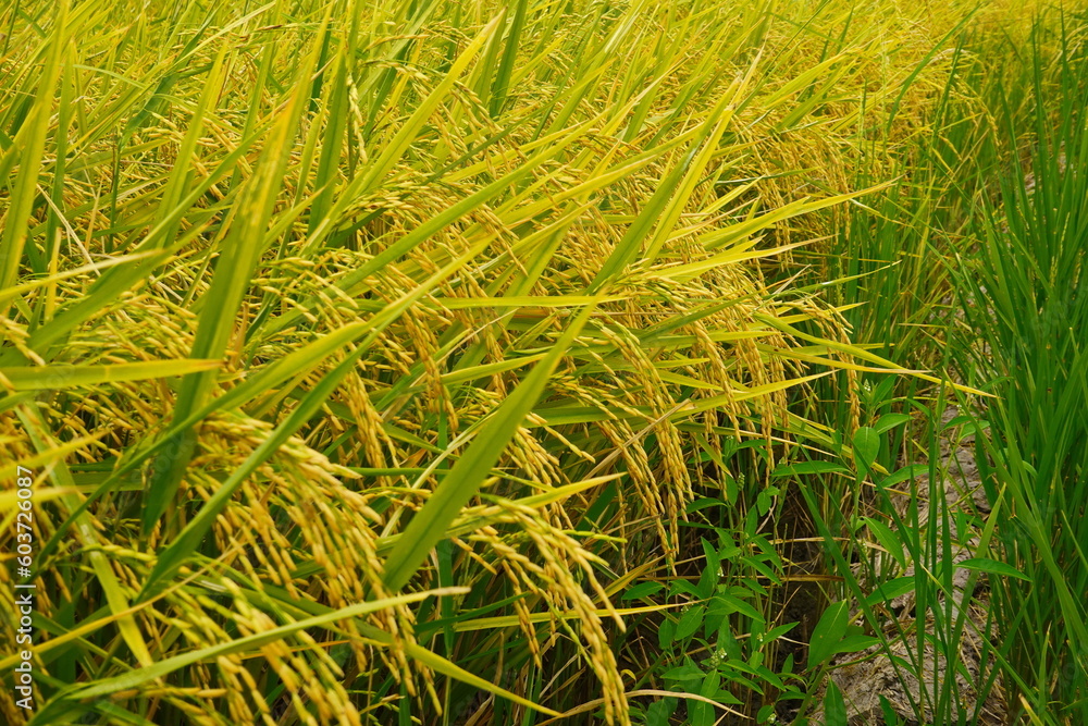 Rice field agriculture grain food yield season Rice field agriculture grain food yield season