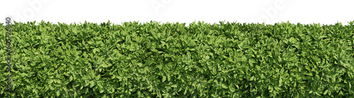 Evergreen Shrubs and plants in nature  Trees on garden in springtime with isolated on transparent background - PNG file  3D rendering illustration for create and design or etc