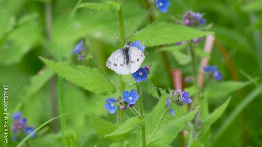Green-veined White Feeding on Wood Forget-me-not Green-veined White Feeding on Wood Forget-me-not