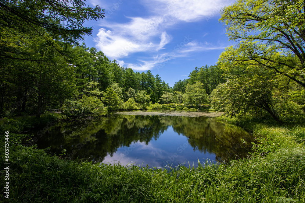 Obraz premium lake in the forest