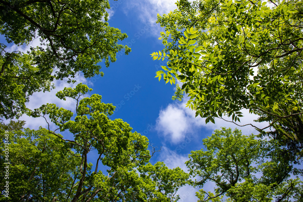 green leaves against blue sky