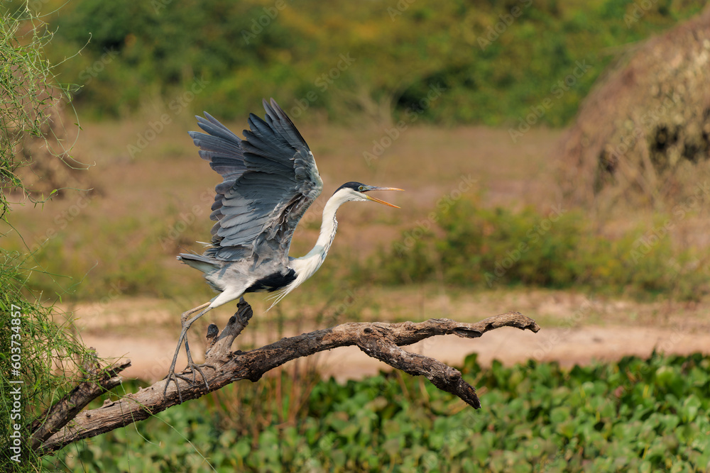 Fototapeta premium cocoi heron (Ardea cocoi) flying and searching for food in the wetlands of the North Pantanal, Mato Grosso, Brazil