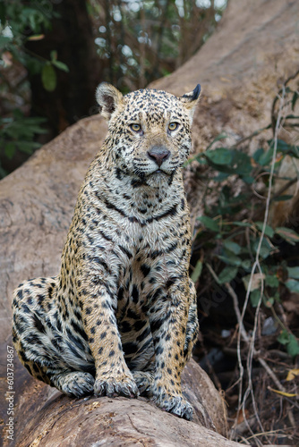 Jaguar  Panthera onca  resting in the Northern Pantanal in Mata Grosso in Brazil