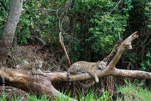 Jaguar (Panthera onca) resting in the Northern Pantanal in Mata Grosso in Brazil
