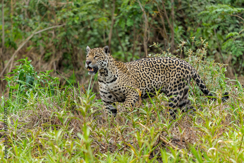 Jaguar  Panthera onca  hunting at the water edge in the Northern Pantanal in Mata Grosso in Brazil