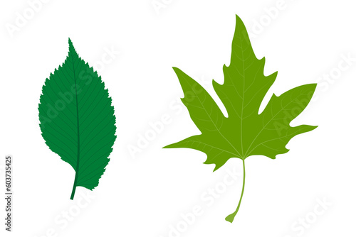Simple leaves examples. Simple leaf with pinnate venation (Ulmus laevis). Simple leaf with palmate venation (Platanus orientalis).