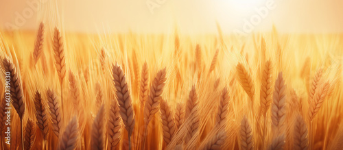 Ripe ears of wheat in a field on a blurred background in gold tones. Banner. Generative AI