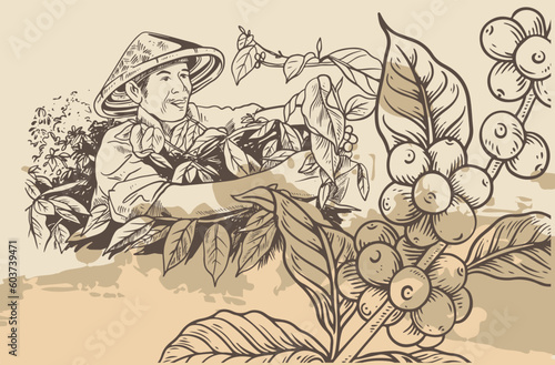 coffee farmer of ink sketch etching for label, packaging, poster. Coffee picker of drawing on vintage paper. arabica coffee of sketch drawing vintage for art print.