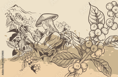 coffee farmer of ink sketch etching for label, packaging, poster. Coffee picker of drawing on vintage paper. arabica coffee of sketch drawing vintage for art print.