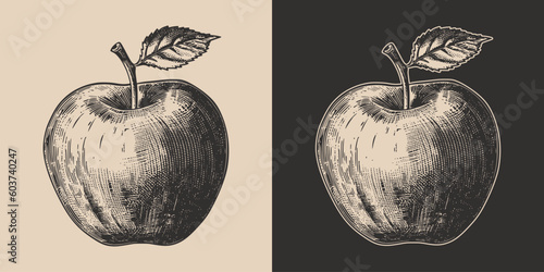 Set of vintage retro woodcut linocut engraving gravure sketch apple. Can be used like emblem, logo. mark, poster or print. Monochrome Graphic Art. Vector. Hand drawn element in antique