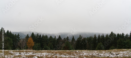 panorama of the forest against the background of mountains in the fog