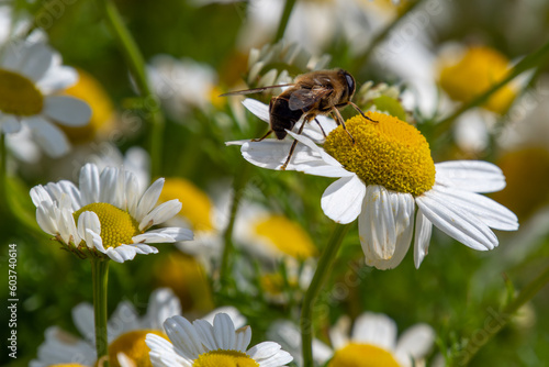 One small bee collects pollen from a white chamomile flower on a summer day. Honeybee perched on white daisy flower, close-up. © Oleksii