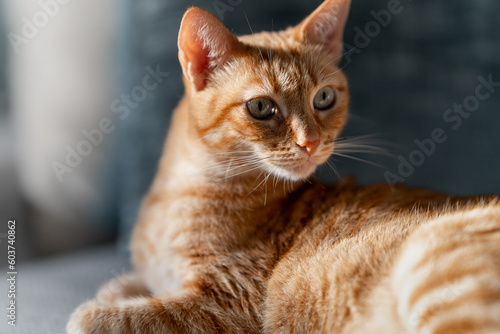 brown tabby cat with green eyes under the light of the window. close up