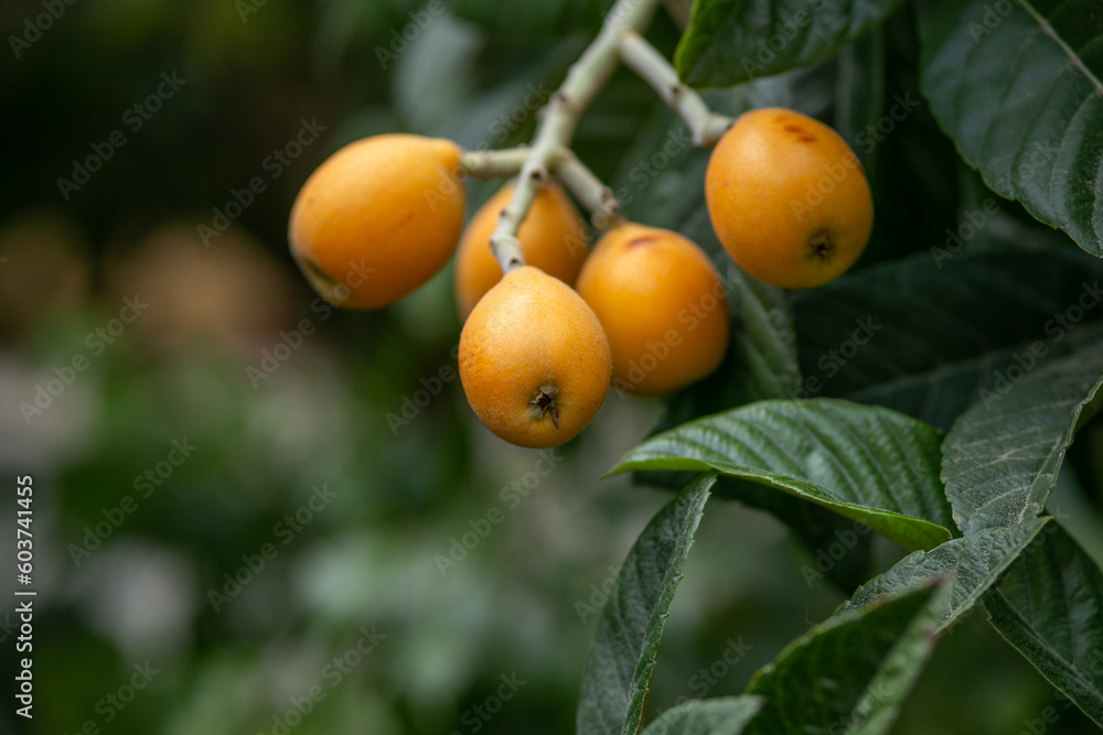 beautiful small tree branch medlar fruit. beautiful small tree branch medlar fruit.