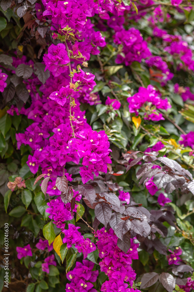 Bougainvillea flowers as a background. Floral background