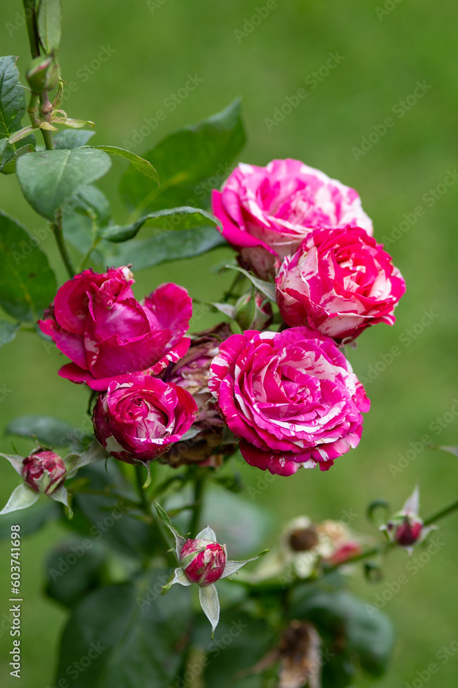 pink rose in garden pink rose in garden