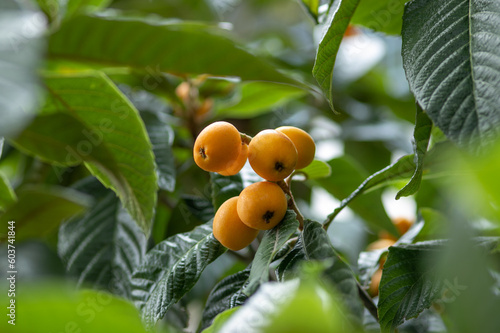 beautiful small tree branch medlar fruit. 