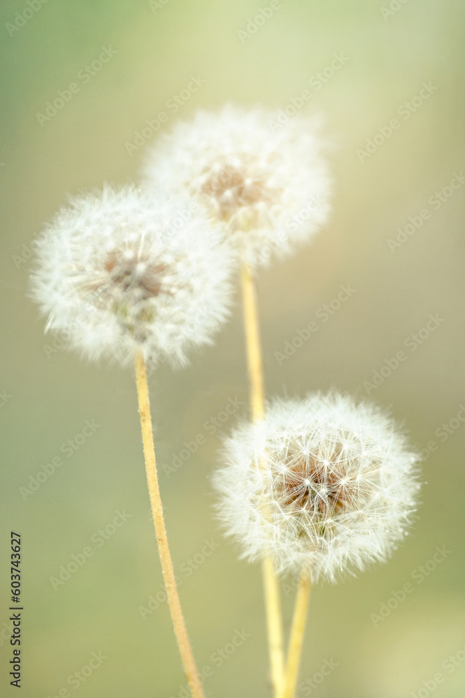 Three Dandelion flower with soft focus and bokeh background.