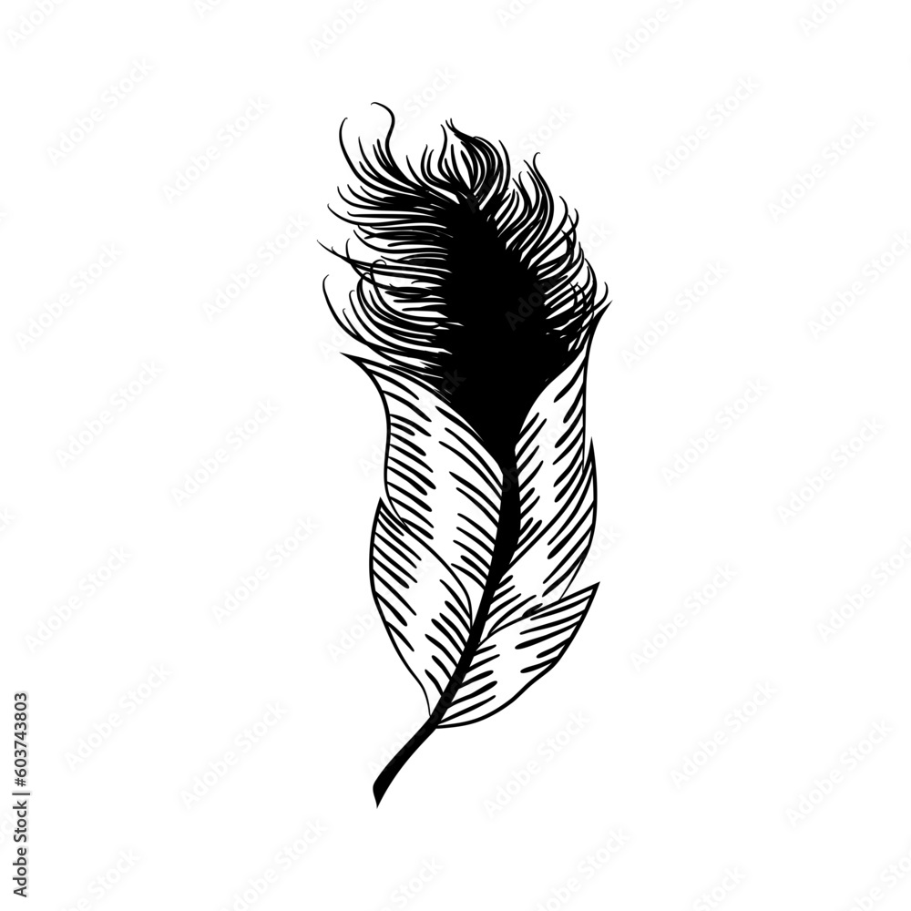 Obraz premium feather on white background