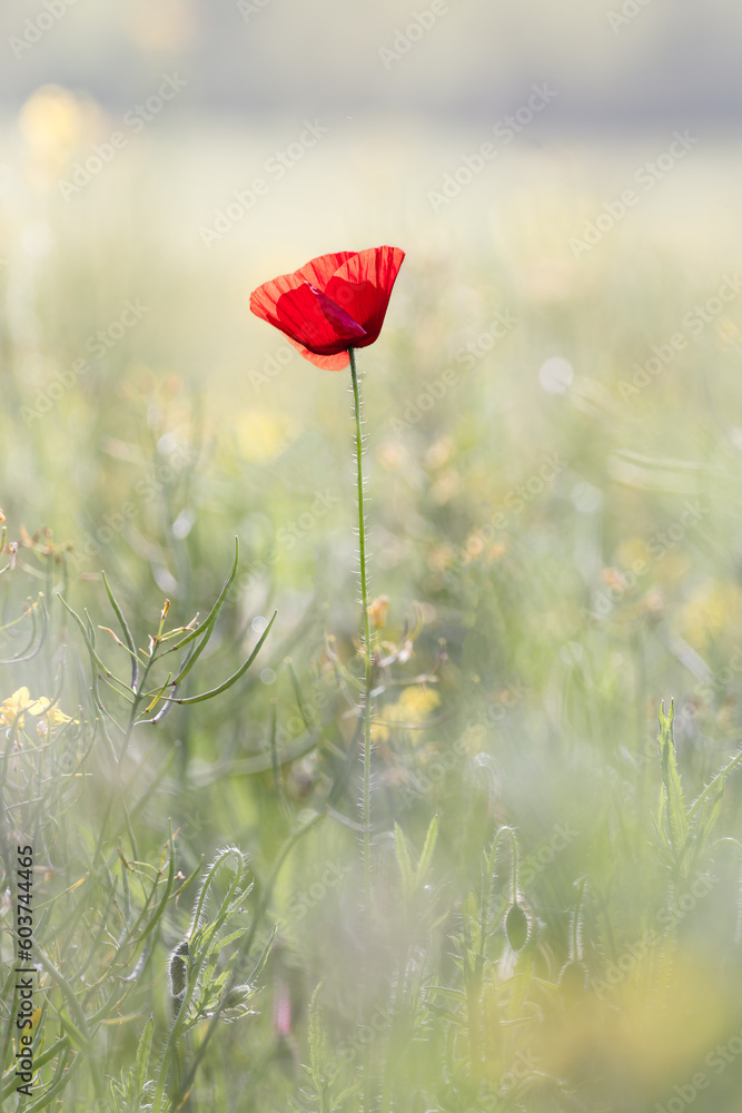 Coquelicot isolé dans un champ.
faible profondeur de champ. Coquelicot isolé dans un champ.
faible profondeur de champ.