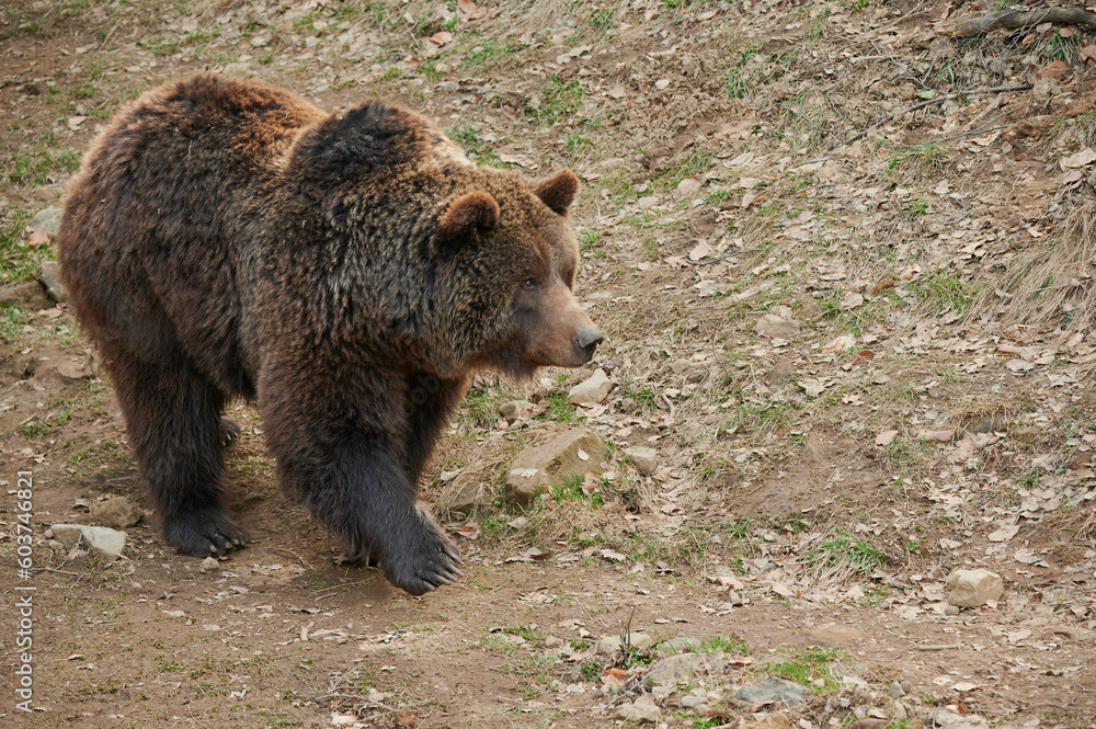 Fluffy wild brown bear walking on ground in nature Fluffy wild brown bear walking on ground in nature