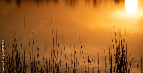 close up shot in the donana national park  Europe largest wetlands