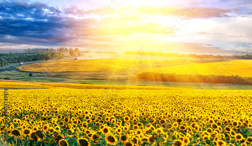 Picturesque Sunset over the field of sunflowers.
Sunflower harvest at sunset near the Sea of Azov in Ukraine. Endless sunflower fields to the horizon.