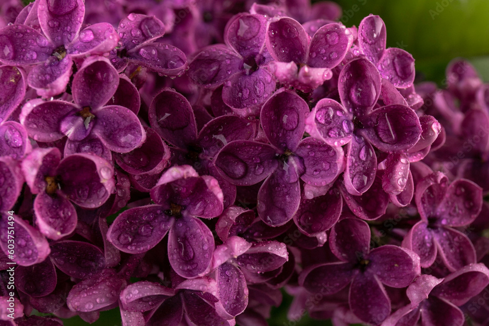Lilac (lat.Syringa vulgaris) closeup in the spring on a black background. Lilac (lat.Syringa vulgaris) closeup in the spring on a black background.