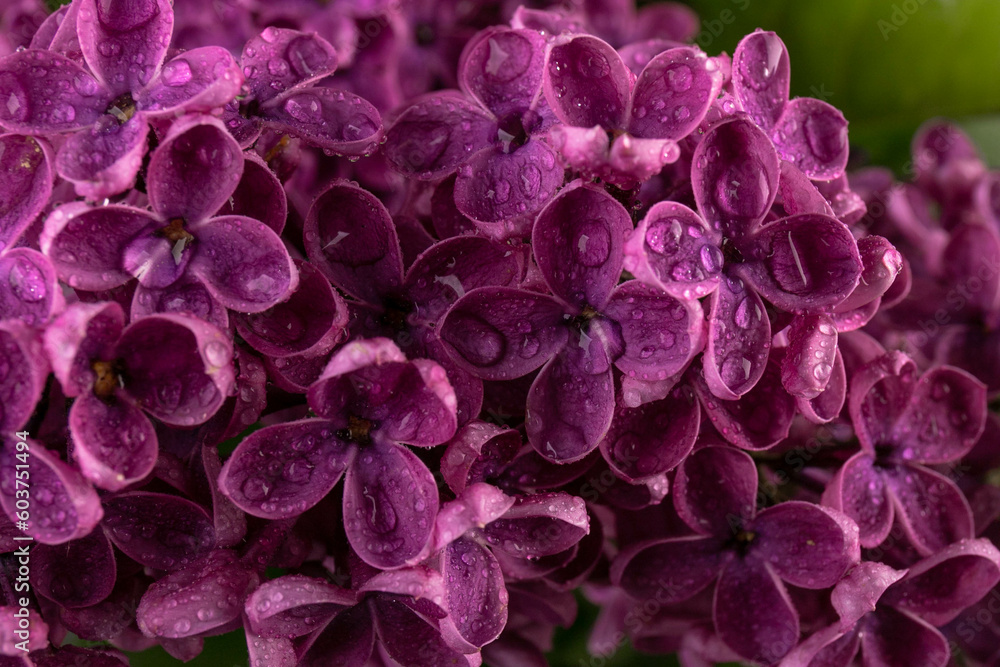 Lilac (lat.Syringa vulgaris) closeup in the spring on a black background.