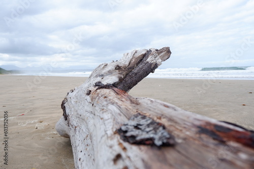 Log on Hartenbos Beach photo