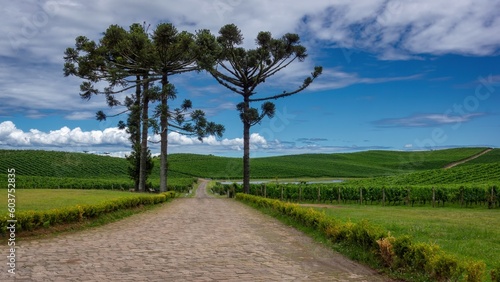 Viagem Bento Gonçalves, visitas as vinículas locais de Bento e região.