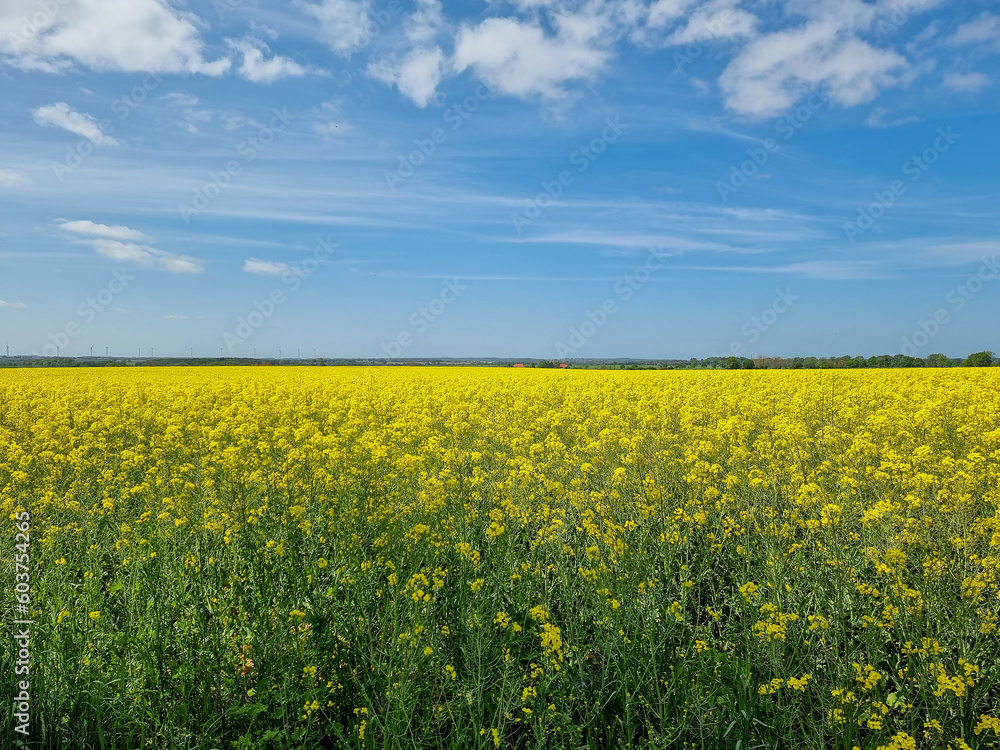 rapeseed field during sunny spring day
