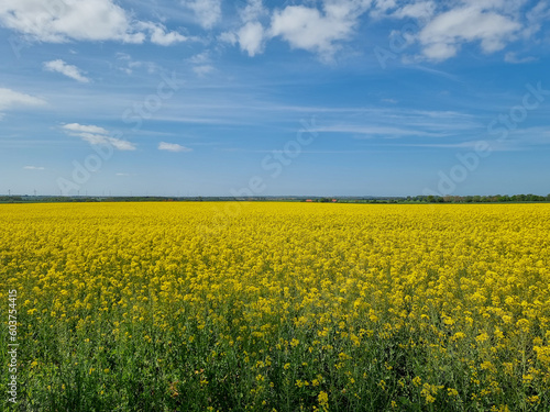 rapeseed field during sunny spring day, blue sky © tl6781